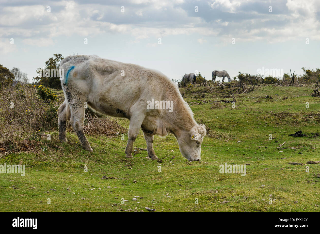 new forest animals right to roam freely across the forest Stock Photo