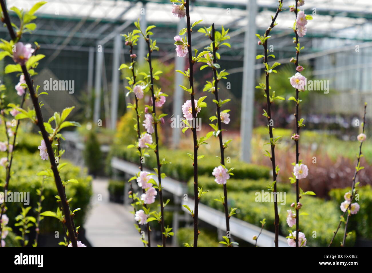 Pink blossom in a garden centre Stock Photo Alamy