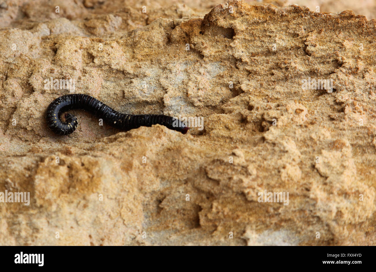 Centipede worm in the sand, Vietnam, Southeast Asia Stock Photo - Alamy