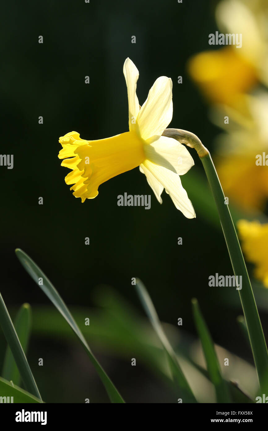 Daffodil against dark background Stock Photo