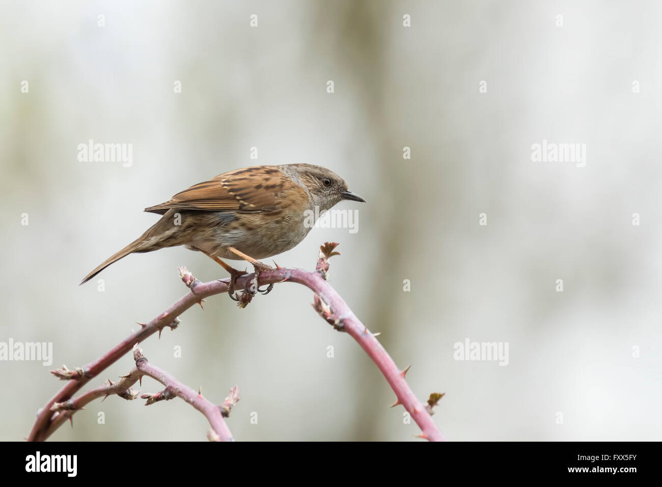 Dunnock bird, Prunella modularis, perched on Rubus and singing a morning song. Stock Photo