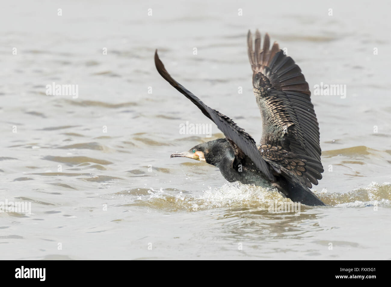 Closeup of a Great Cormorant, Phalacrocoracidae, taking off the watersurface. Stock Photo