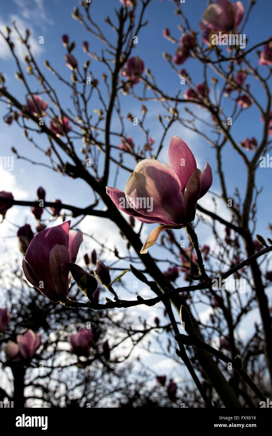 Spring Magnolia blossom Stock Photo