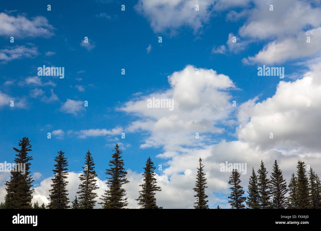 Fir Tree Tops and Blue Sky with White Clouds Stock Photo - Alamy