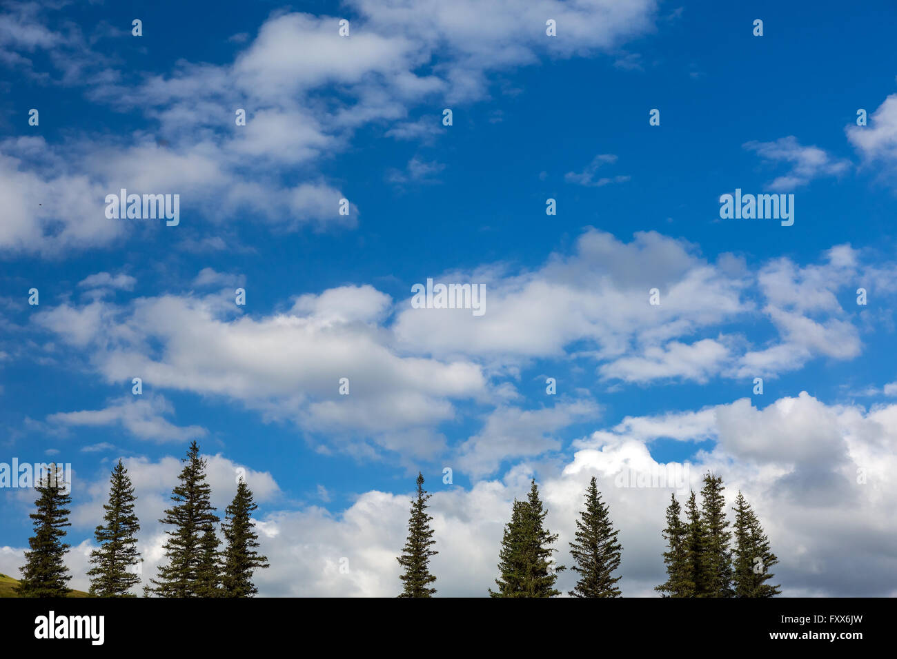 Fir Tree Tops and Blue Sky with White Clouds Stock Photo - Alamy