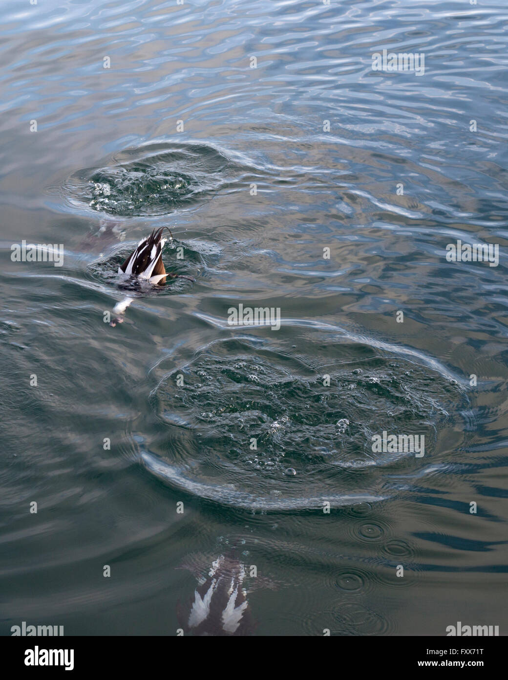 Long-tailed ducks (Clangula hyemalis) diving in Toronto harbour on Lake Ontario, Canada Stock Photo