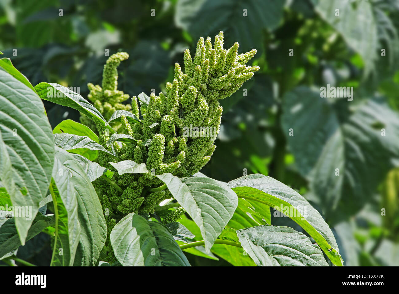 Indian Green Amaranth Plant. Genus Amaranthus. Cultivated as leaf vegetables, cereals and ornamental plants. Stock Photo