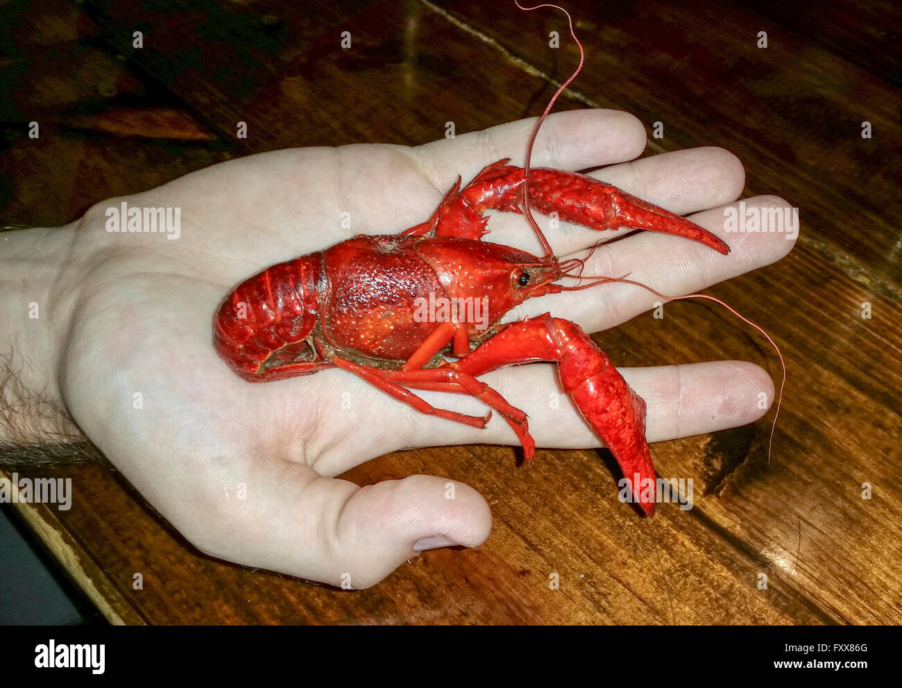 Boiled crawdads, a specialty of southern Louisiana. At Big Al's Seafood in Houma, LA. Crawdads are related to lobsters. Stock Photo