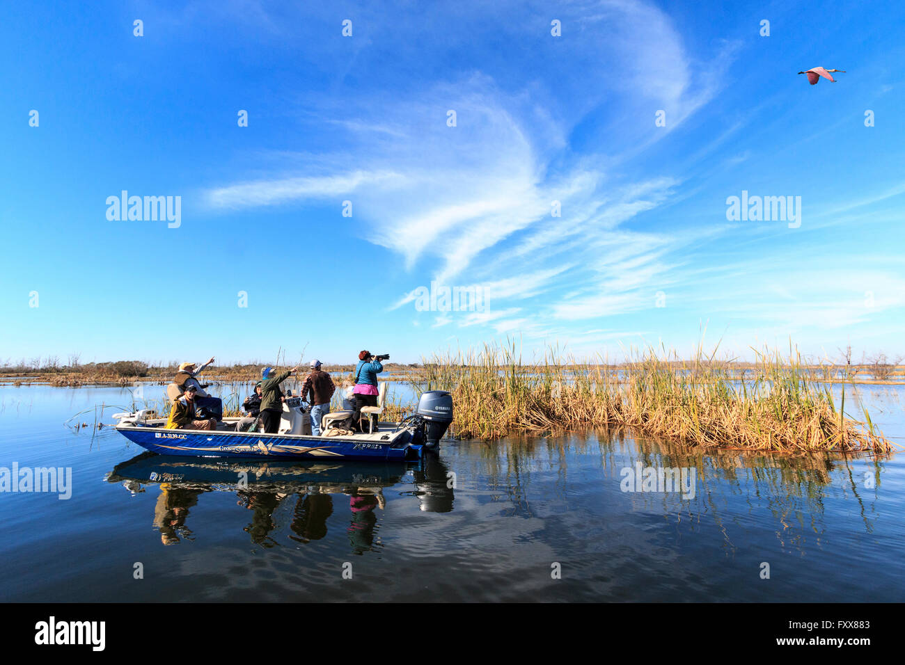 Visitors watch roseate spoonbill and other birds during Grosse Savanne eco tour in coastal Louisiana marsh Stock Photo