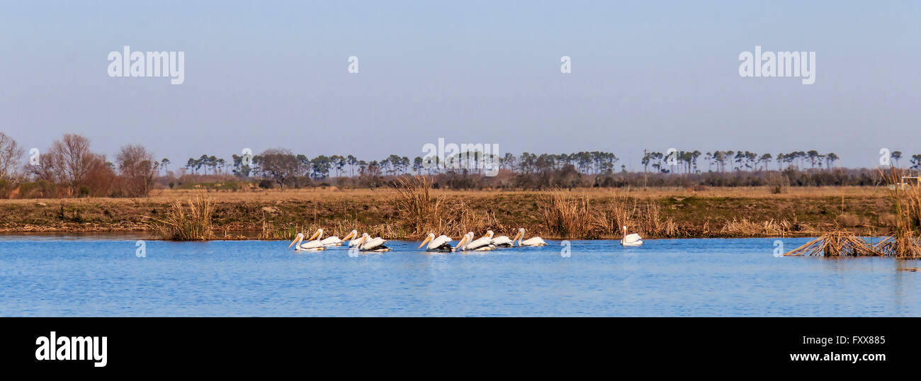 Coastal marsh birds hi-res stock photography and images - Alamy