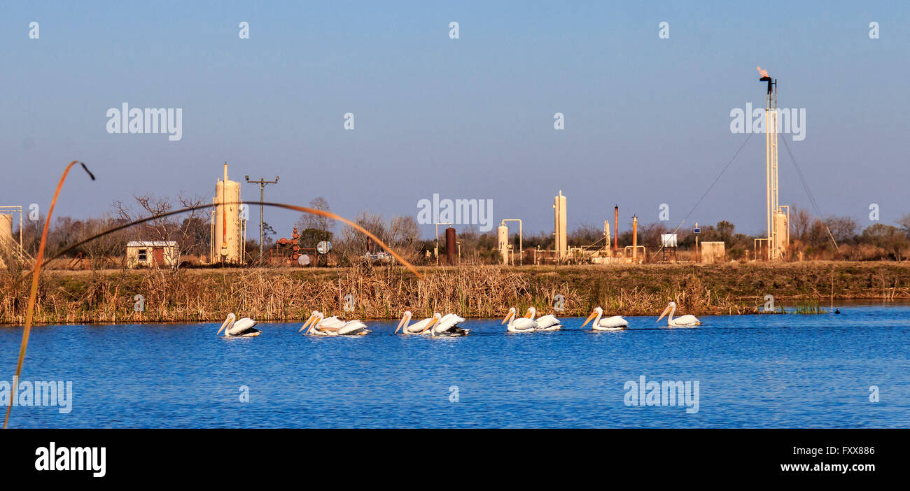 Pelicans (Pelecanus erythrorhynchos) swim with oil refinery equipment in background, in coastal Louisiana marsh Stock Photo