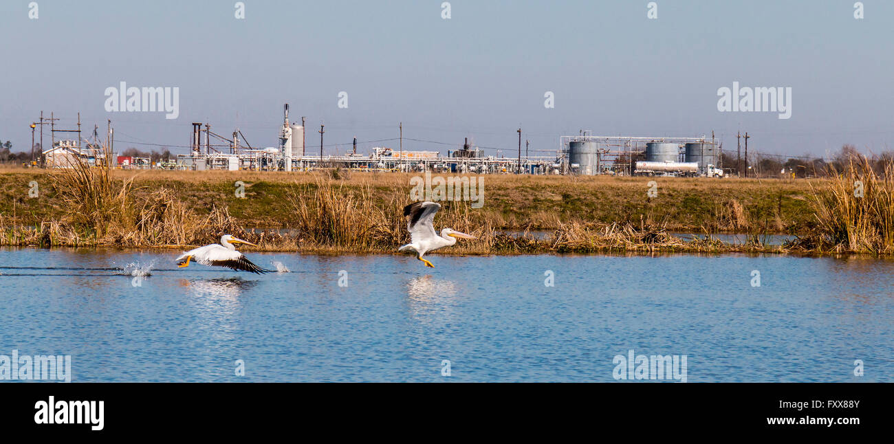 Coastal marsh birds hi-res stock photography and images - Alamy