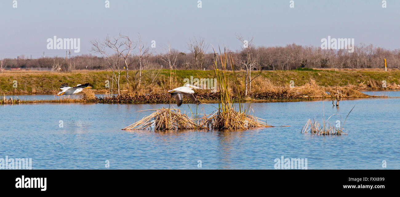 Coastal marsh birds hi-res stock photography and images - Alamy