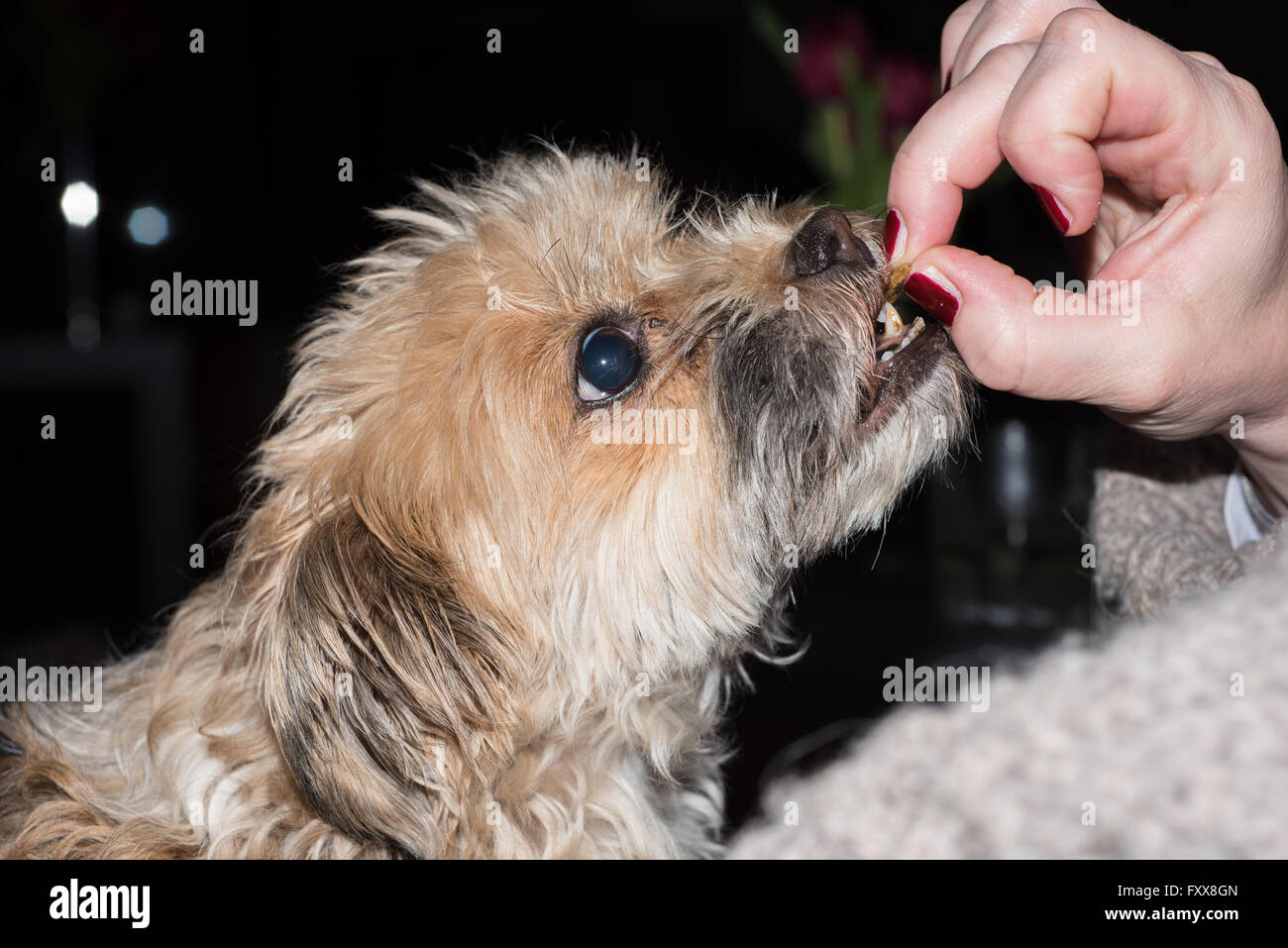 small dog gets fed by woman Stock Photo