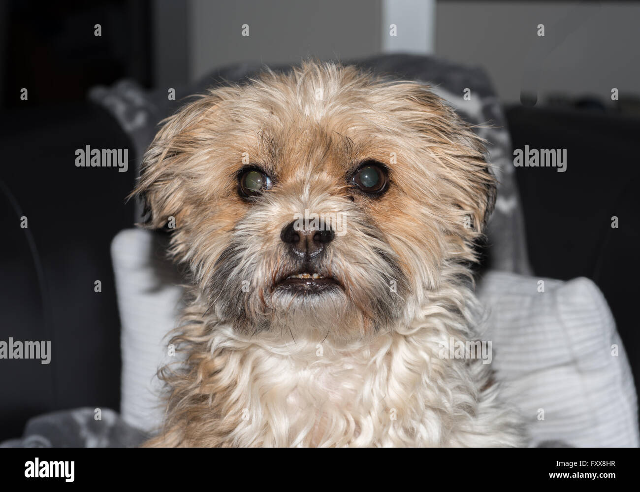 small dog sitting  and looking into camera Stock Photo