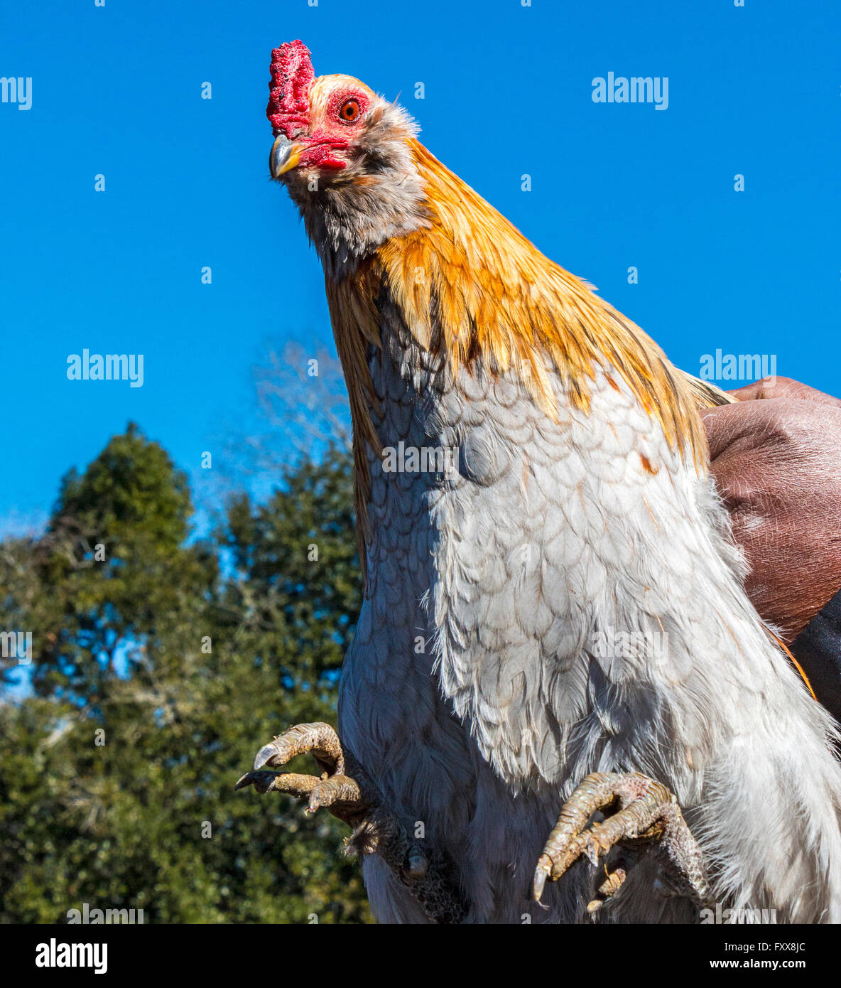 Rodney Victorian, chicken caption, holds one of his prize roosters for the traditional Chicken Run in Iowa, Louisiana Stock Photo