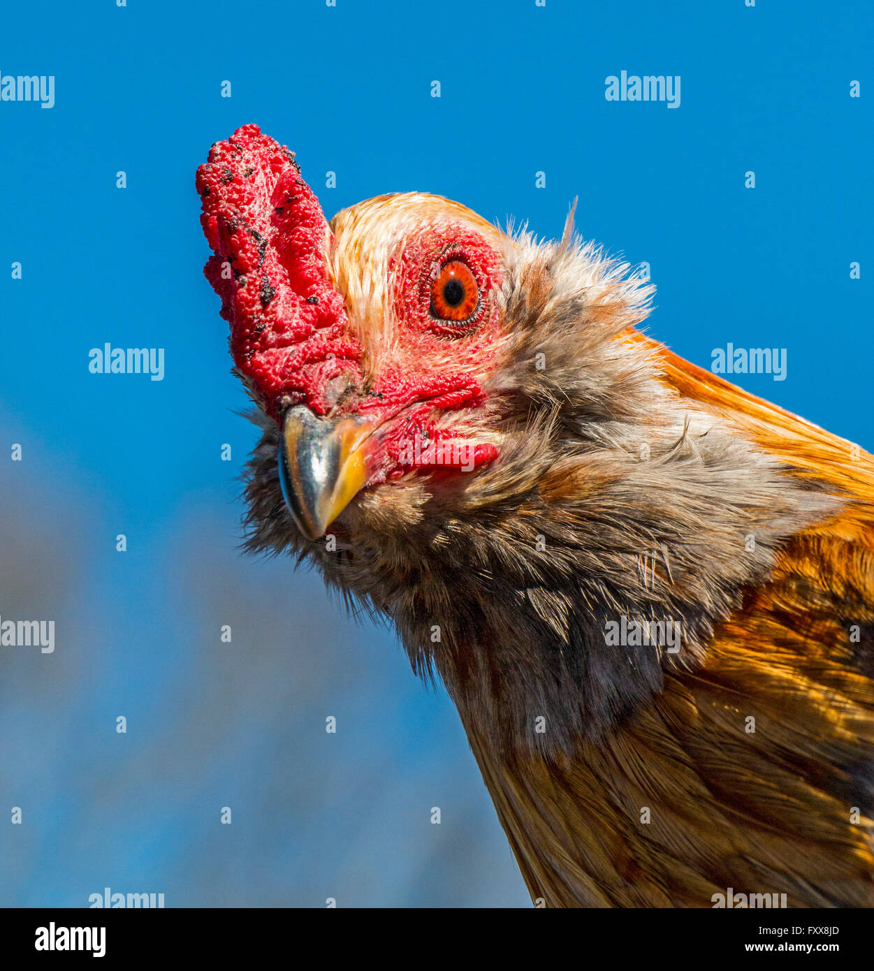 One of roosters chased during Mardi Gras Chicken Run during Lake Charles family friendly Mardi Gras. Stock Photo