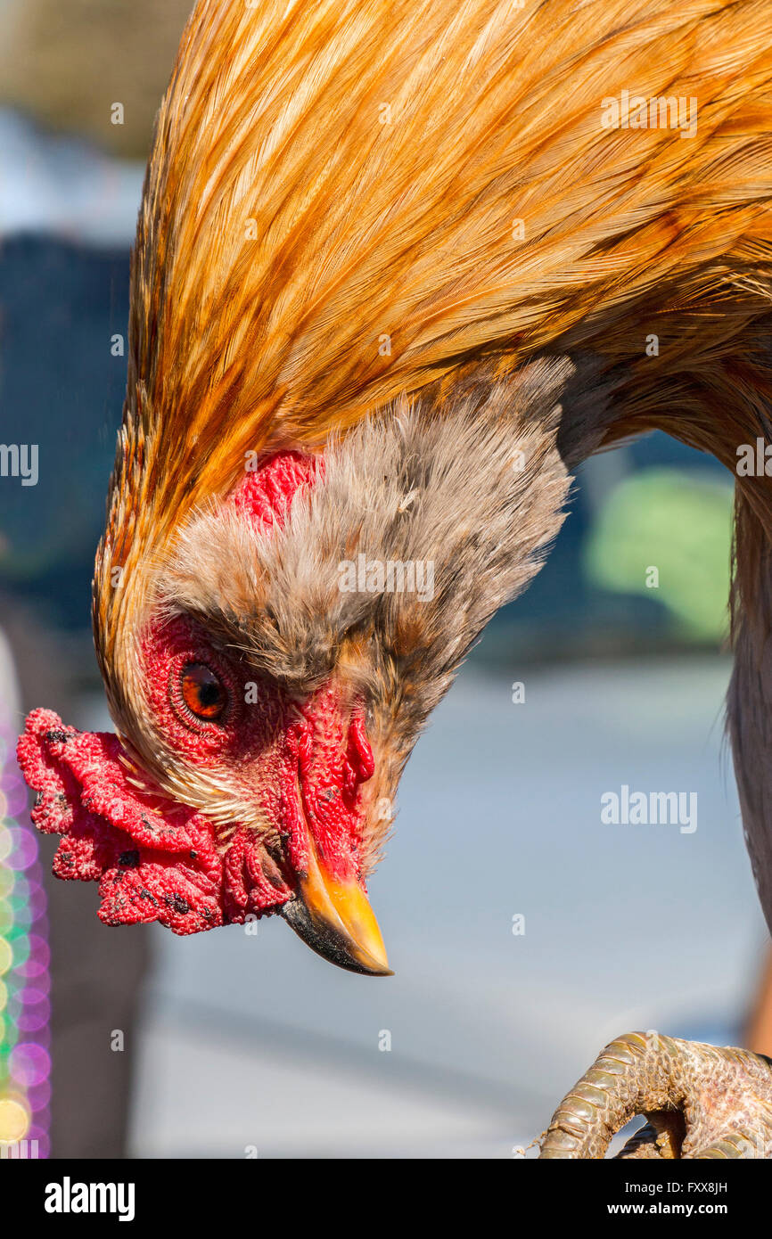 One of roosters chased during Mardi Gras Chicken Run during Lake Charles family friendly Mardi Gras. Children in the Louisiana t Stock Photo