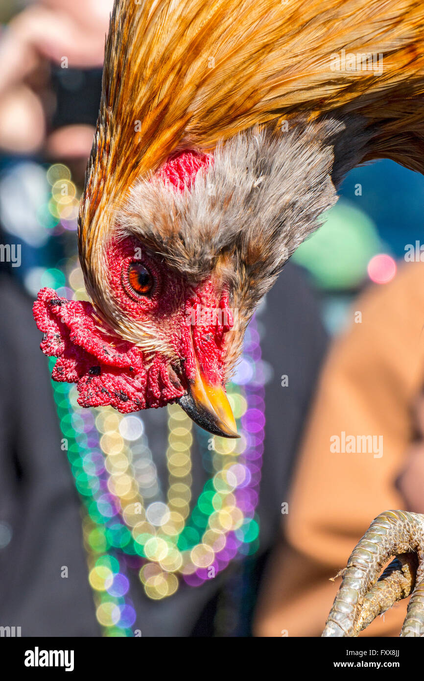 One of roosters chased during Mardi Gras Chicken Run during Lake Charles family friendly Mardi Gras. Stock Photo