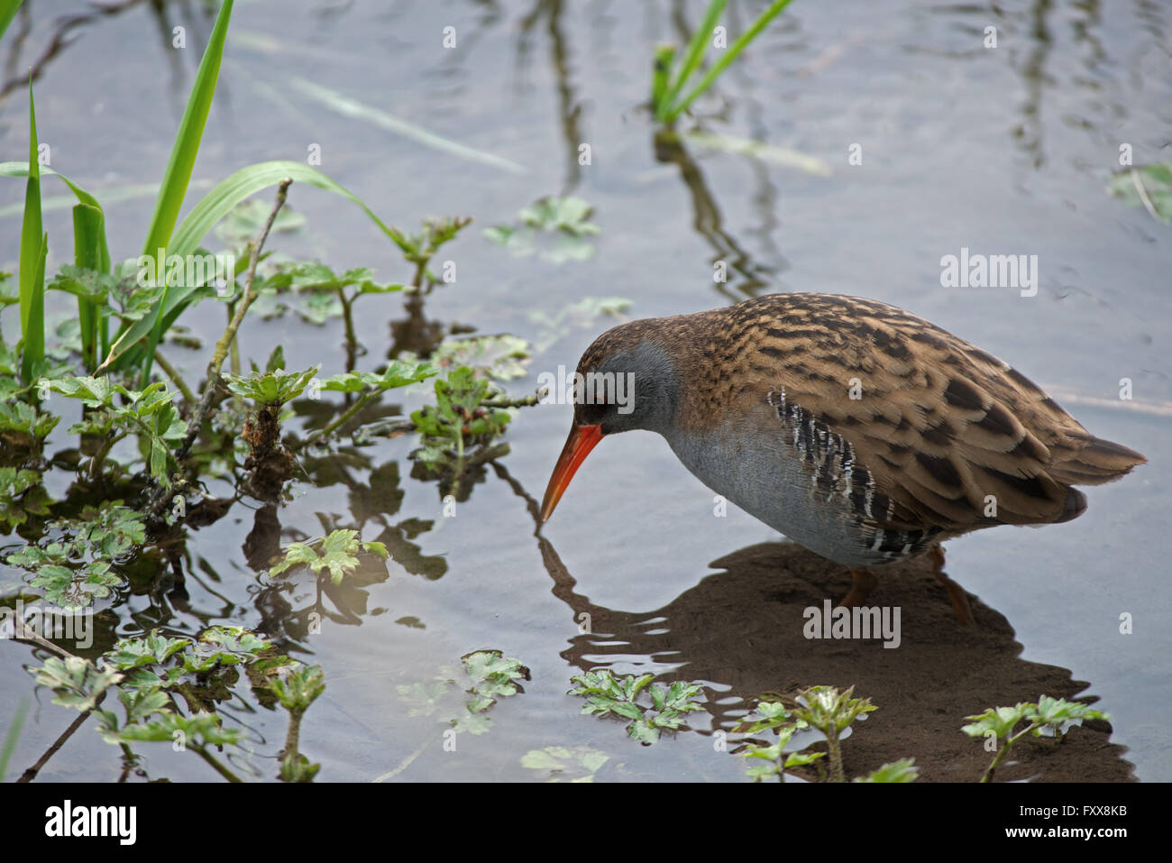 Water rail bird hi-res stock photography and images - Alamy