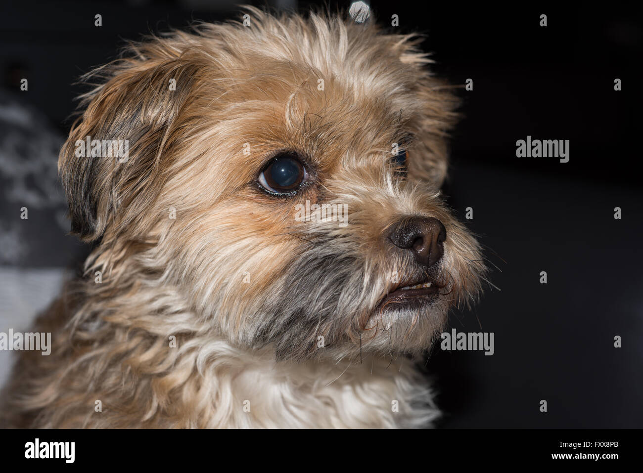 small dog sitting  and looking into the off Stock Photo
