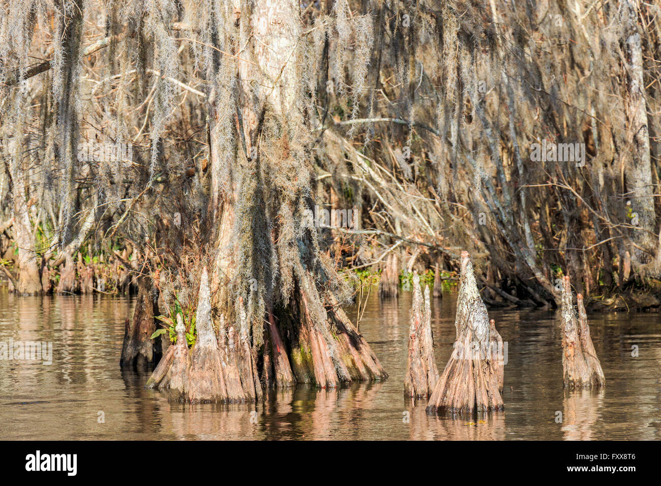 Cypress knees form above the roots of a cypress tree of the subfamily