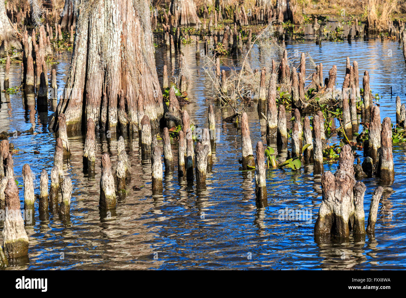 cypress-knees-form-above-the-roots-of-a-cypress-tree-of-the-subfamily-FXX8WA.jpg