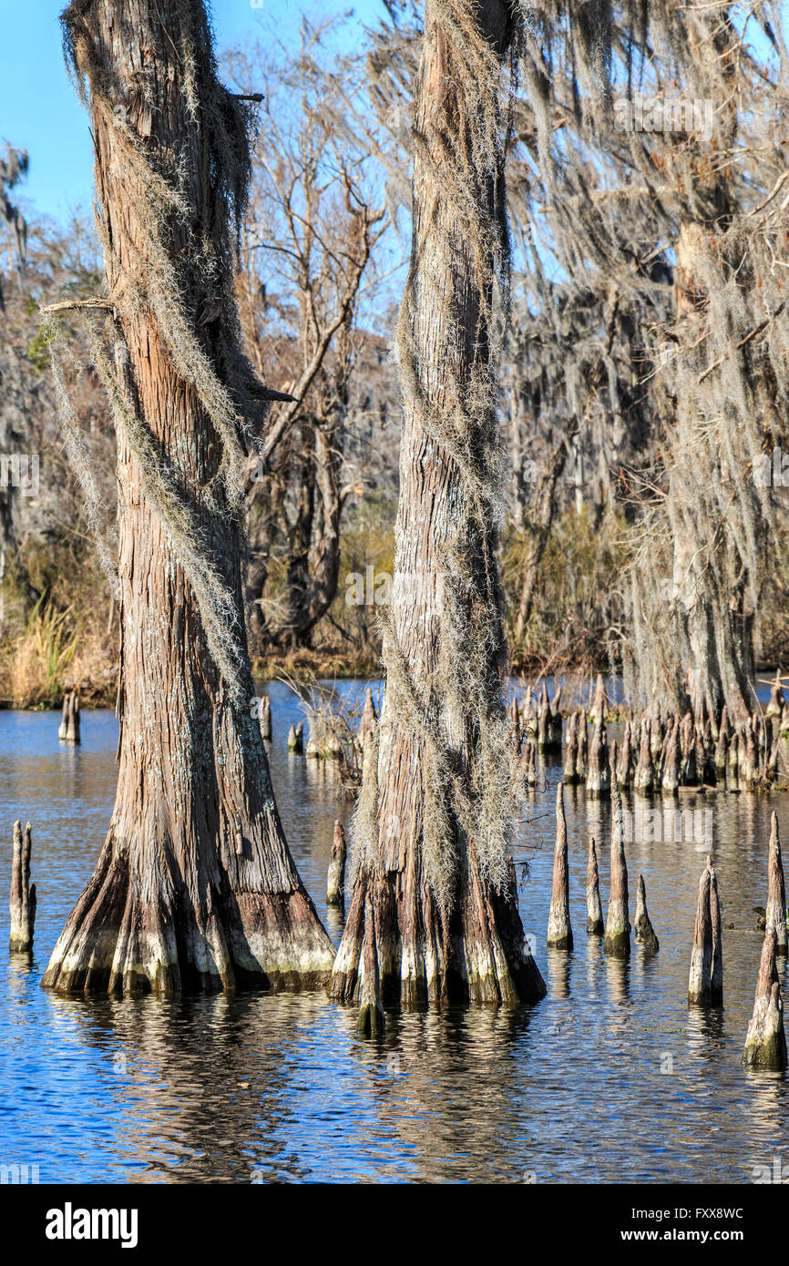 Cypress Tree Swamp Roots