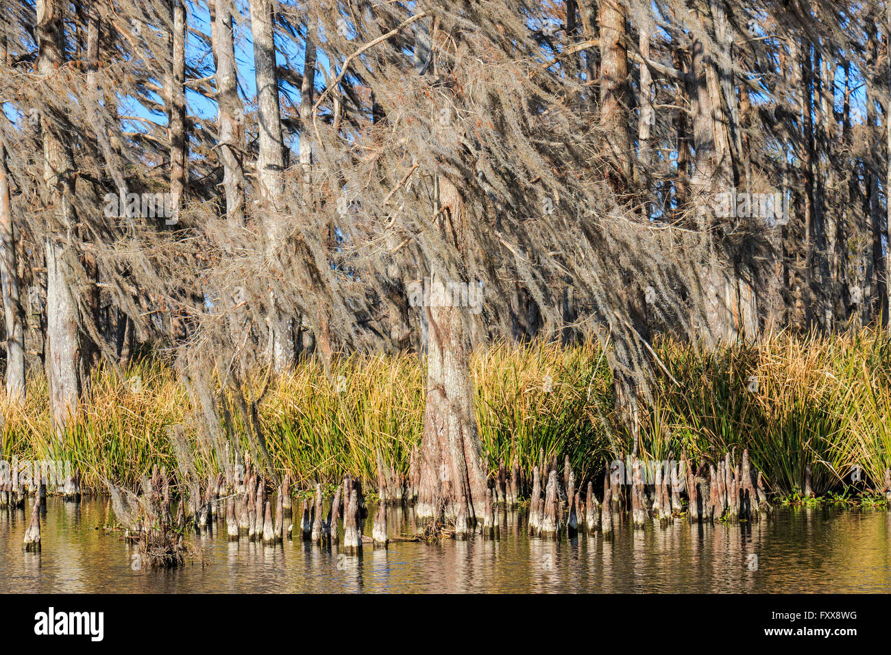 Cypress knees form above the roots of a cypress tree of the subfamily ...
