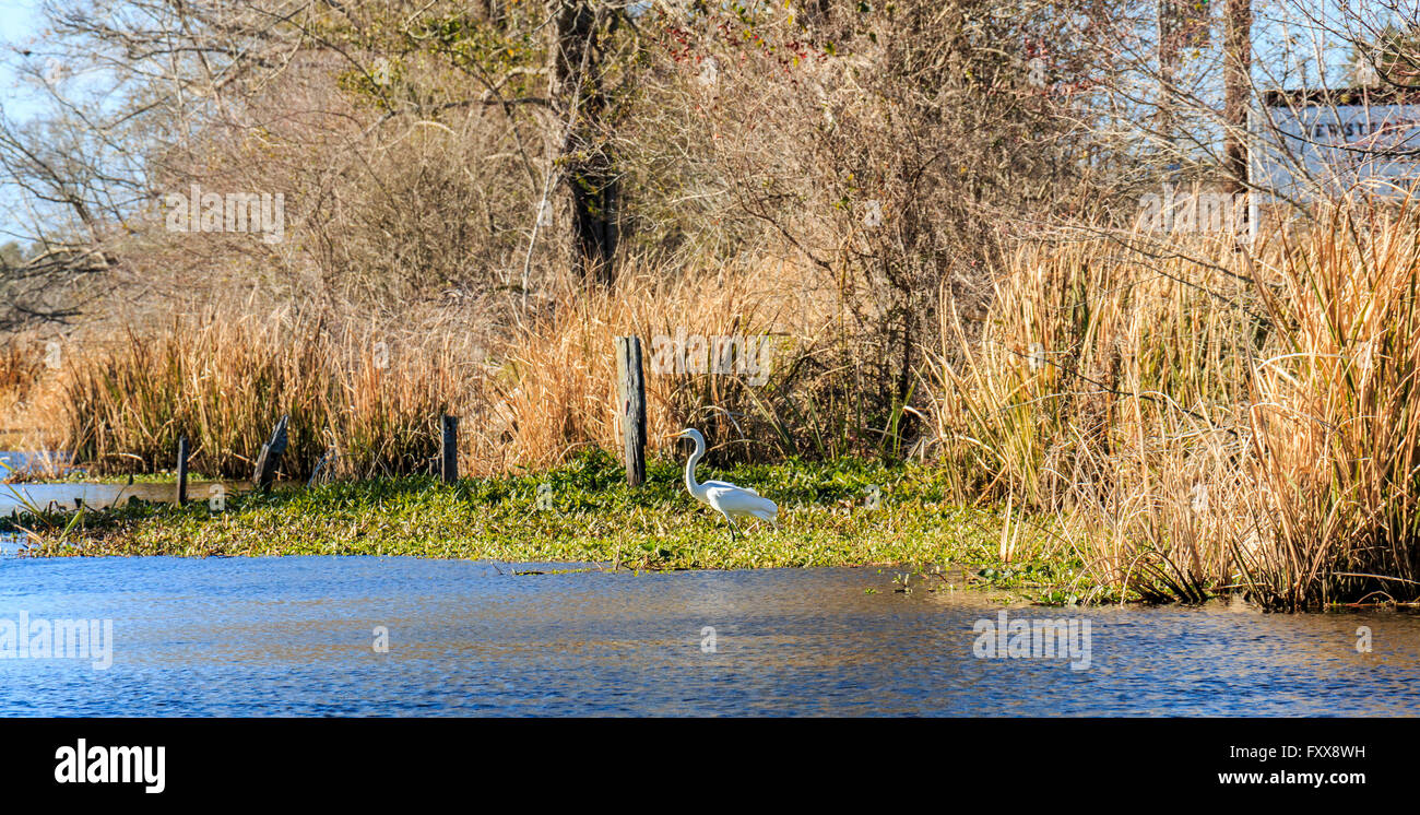 Louisiana swamp bird hi-res stock photography and images - Alamy
