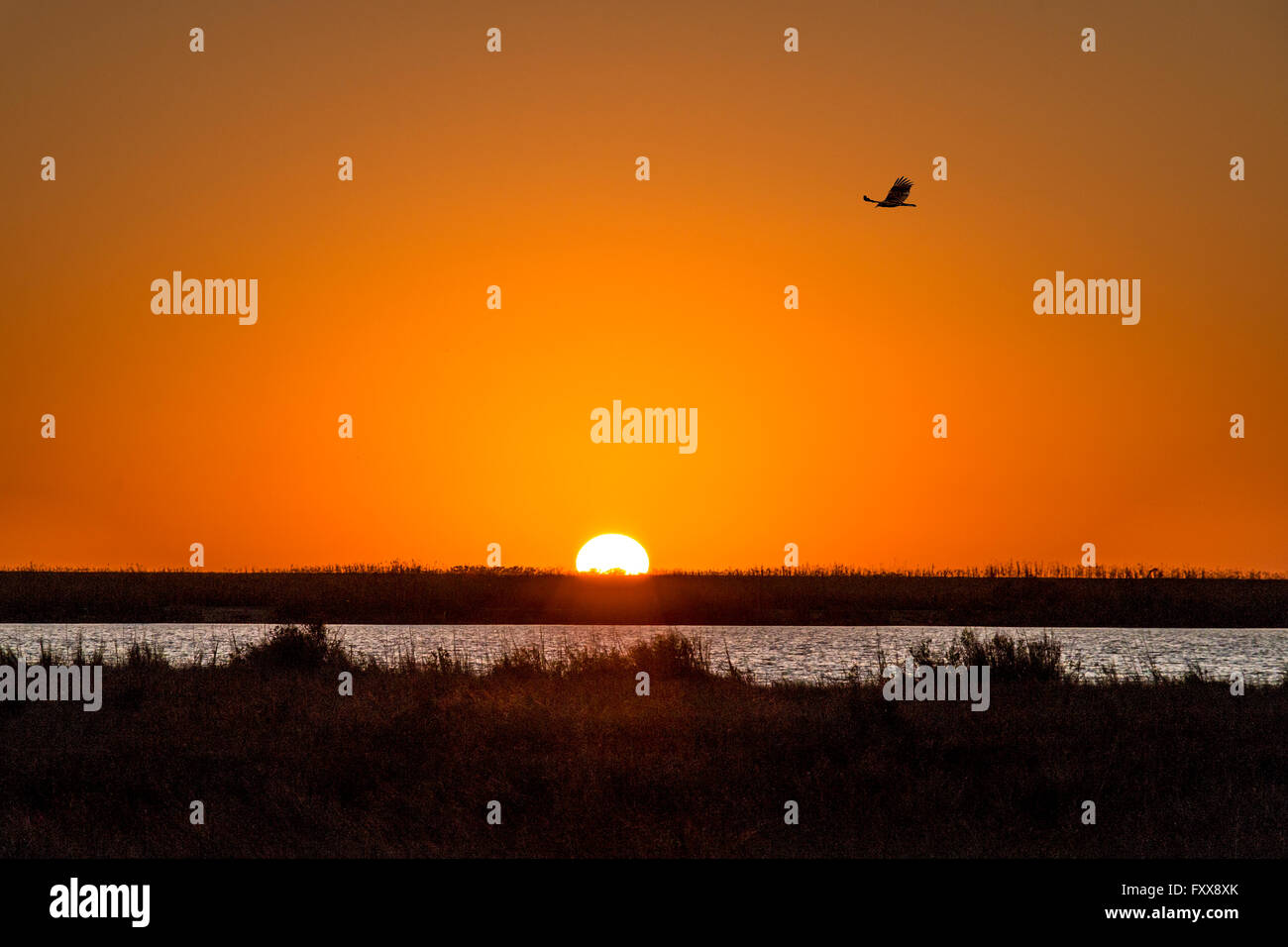 Cooper's hawk flies during sunset over Lower Terrebonne Parish wetlands