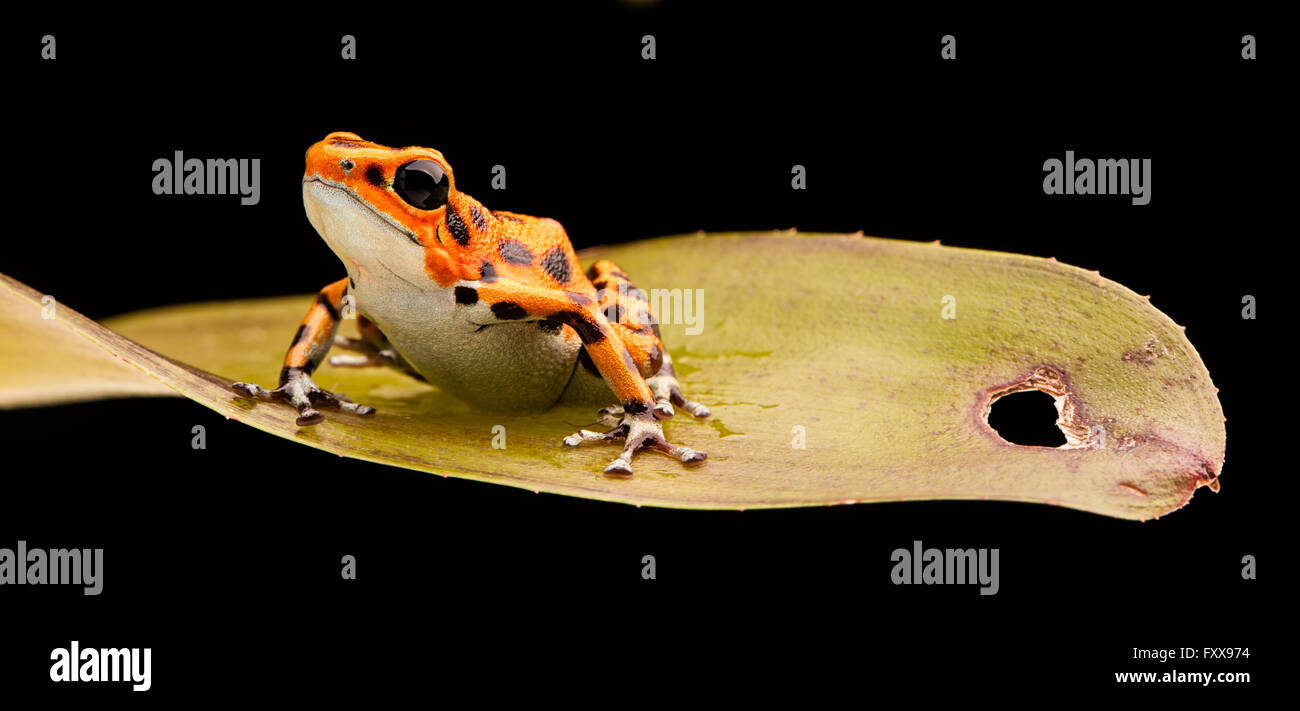 Poison arrow frog on bromelia. A strawberry dartfrog from the tropical rainforest of Bocas del Toro in Panama. Oophaga pumilio Stock Photo
