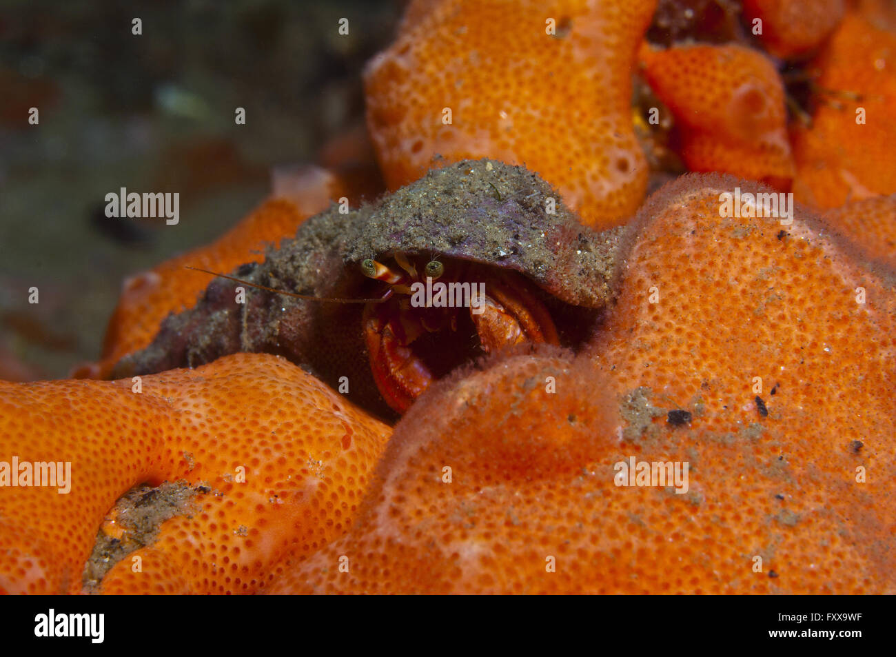 one small hermit crab anemones walking over an orange sponge Stock ...