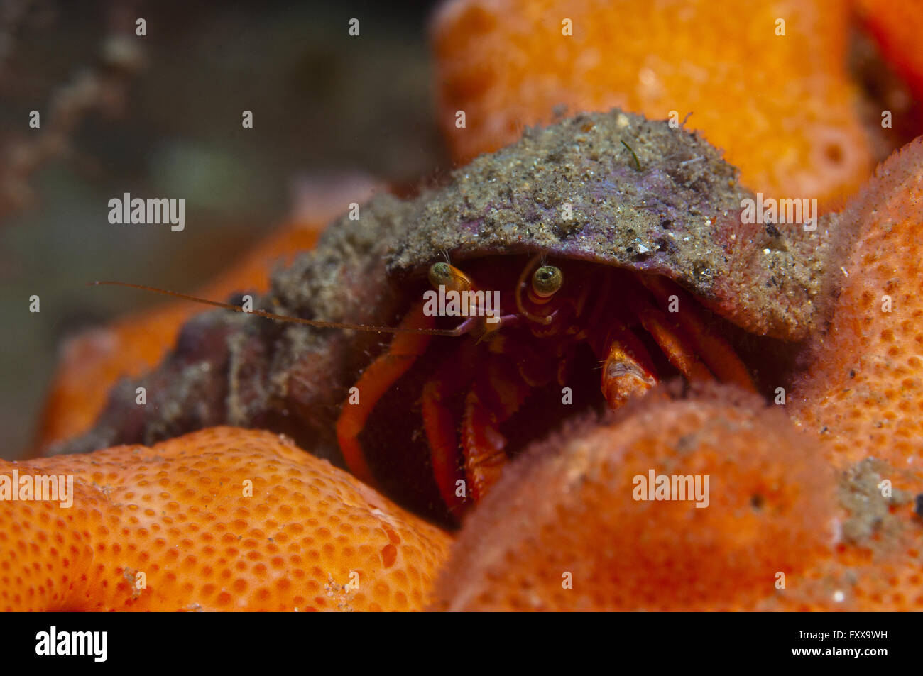 one small hermit crab anemones walking over an orange sponge Stock ...