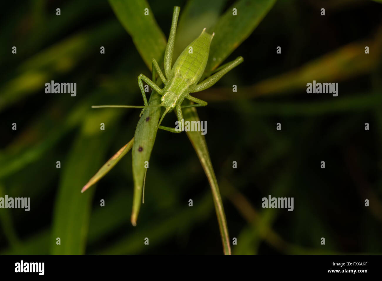 Insects sardinia hi-res stock photography and images - Alamy