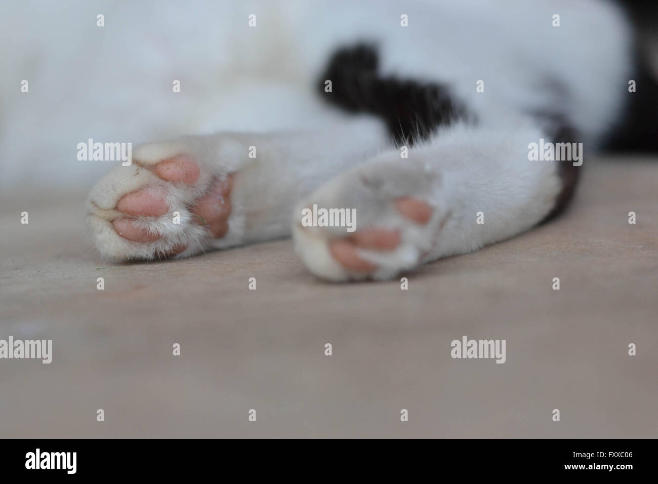 Cat paws on its back feet. Black and white cat. White paws with pink pads. Stock Photo