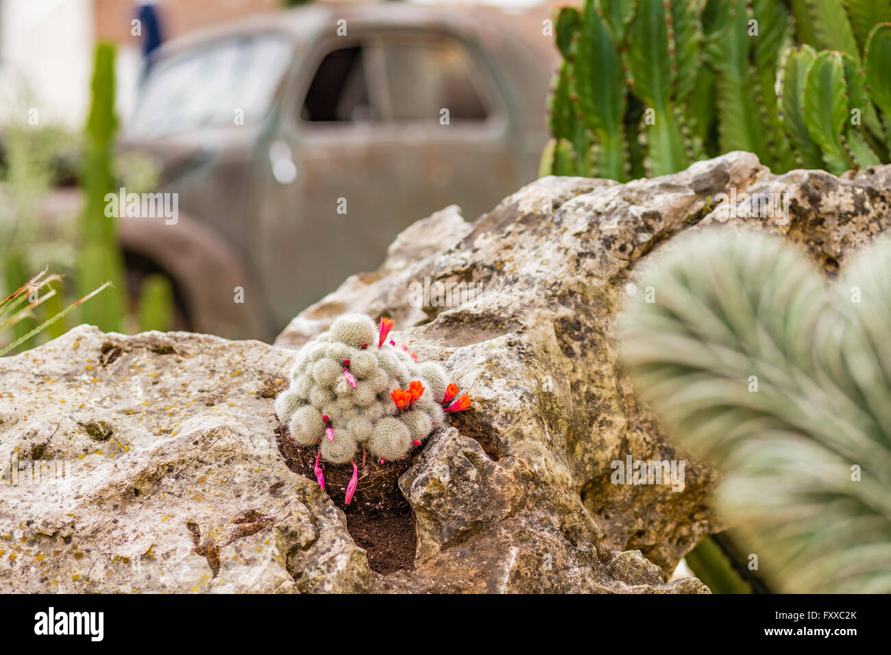 actus and succulents near the scrap of Italian historical car in the sand Stock Photo