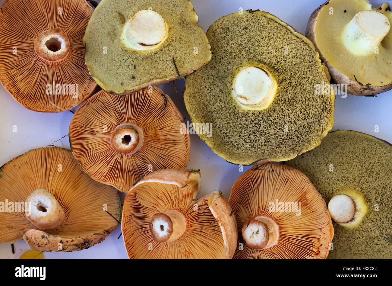 Slippery jack and pine mushrooms against a white background Stock Photo