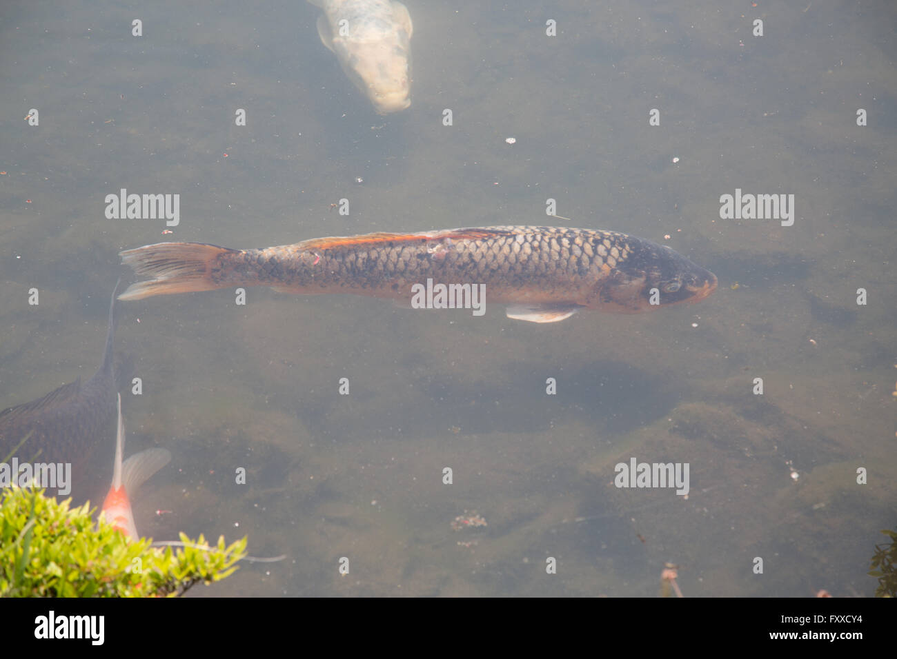 Koi Underwater In Kyoto Japan Outside The Temple Of The Golden Stock Photo Alamy Koi Underwater In Kyoto Japan Outside The Temple Of The Golden Stock Photo Alamy