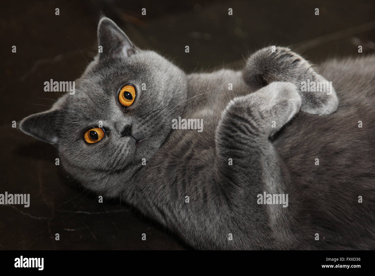 Cat Breeds British Shorthair Blue Color Stock Photo 102613930 Alamy