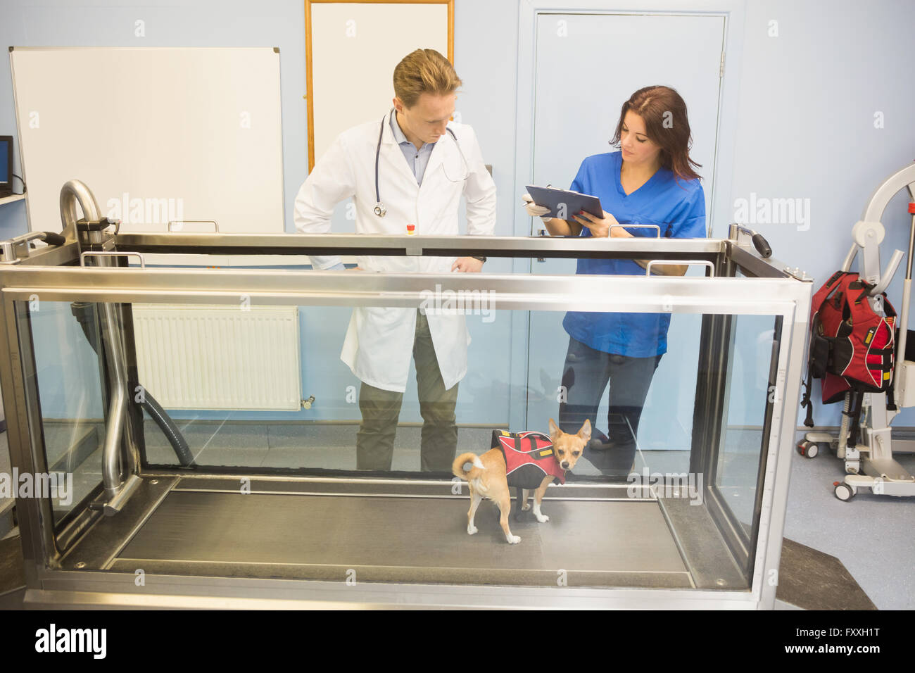 Vets looking at a dog on hydrotherapy treadmill Stock Photo