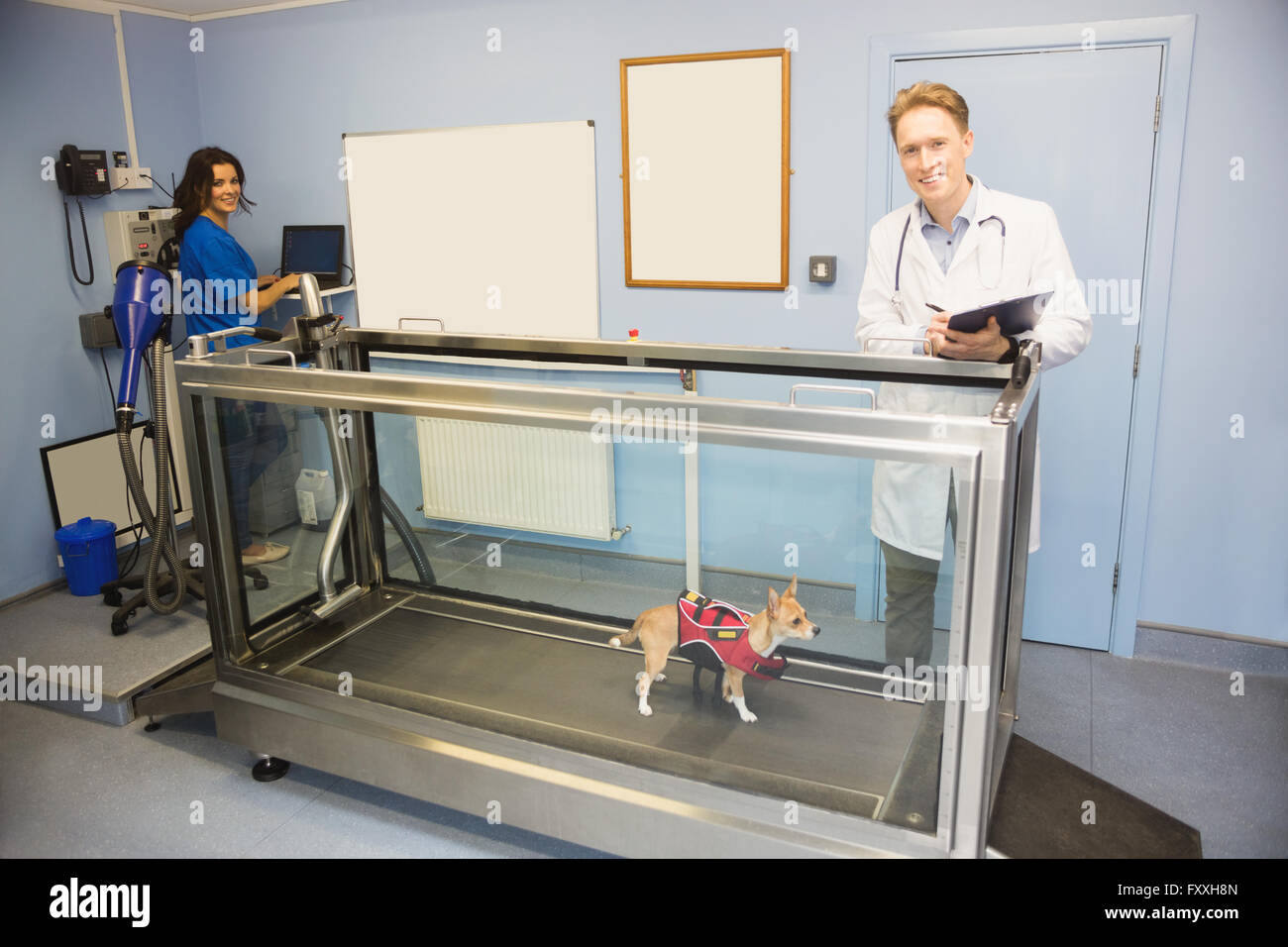 Vets looking at a dog on hydrotherapy treadmill Stock Photo