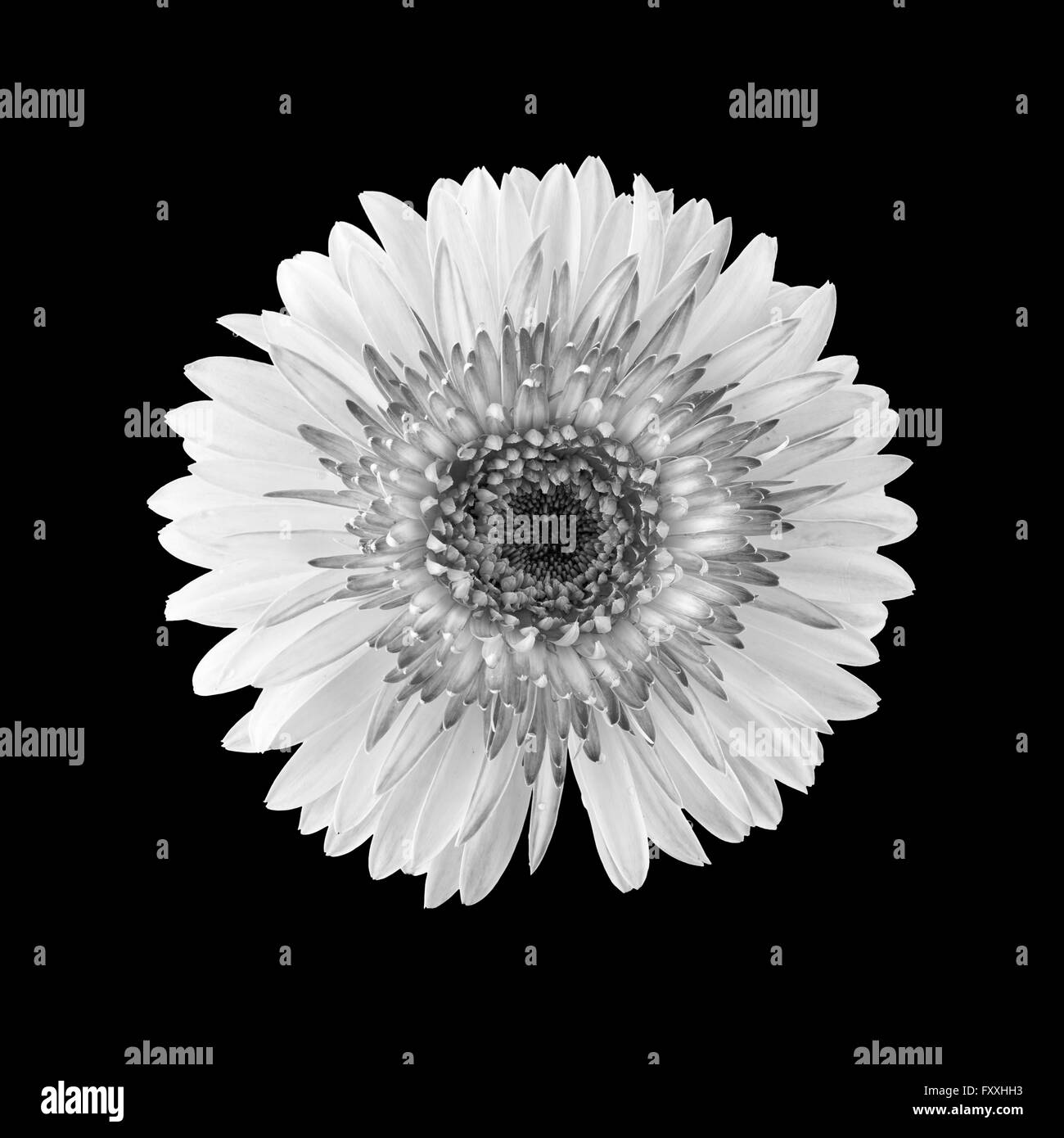 Gerbera Daisy Black And White