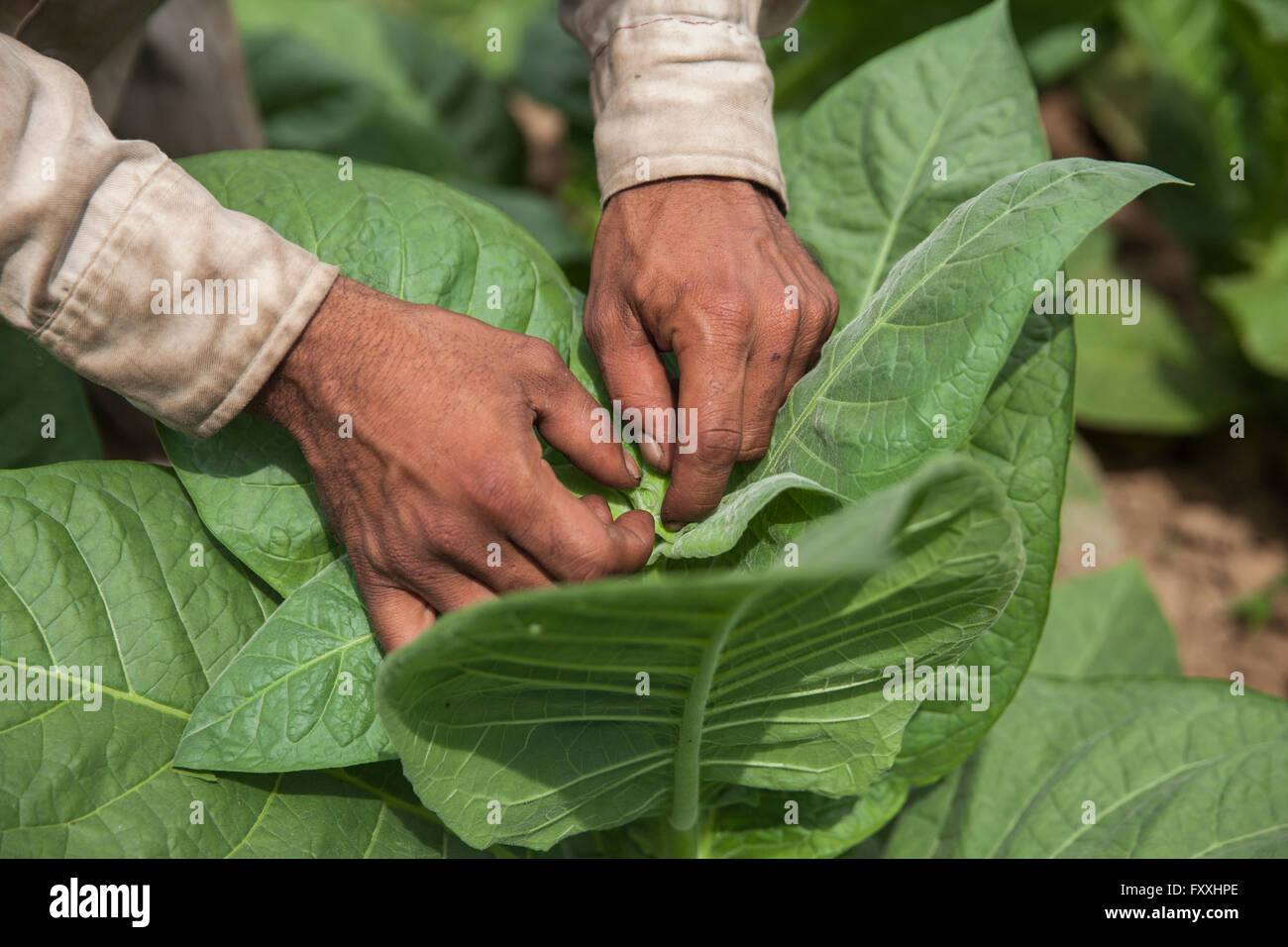 Plantación en la Denominación de Origen de Habanos en Cuba. Stock Photo