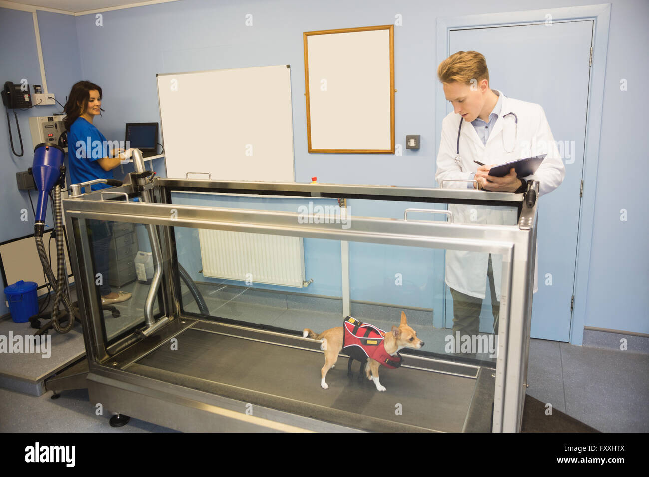 Vets looking at a dog on hydrotherapy treadmill Stock Photo