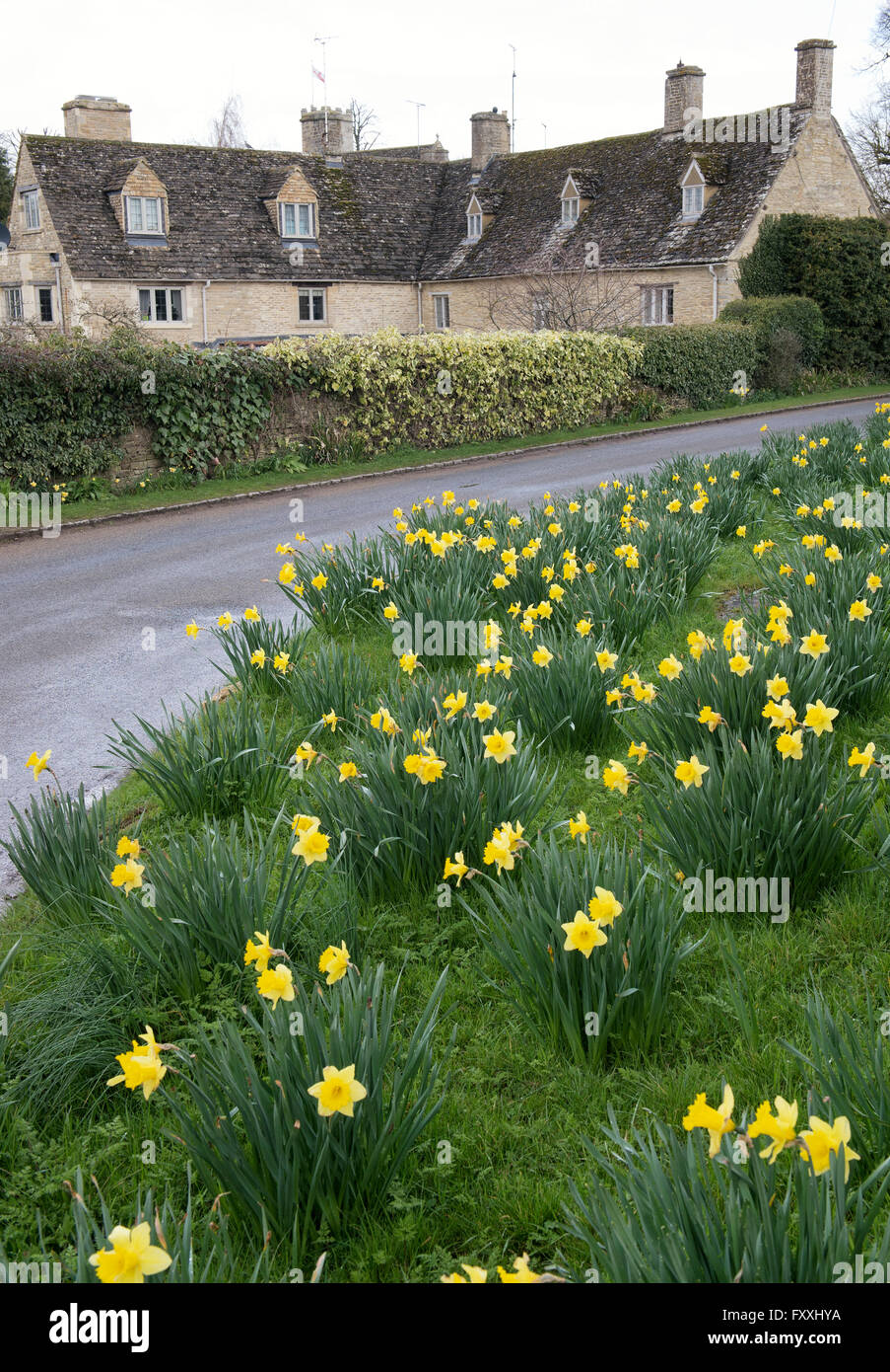 Daffodils on the roadside in spring. Swinbrook, Oxfordshire, England Stock Photo