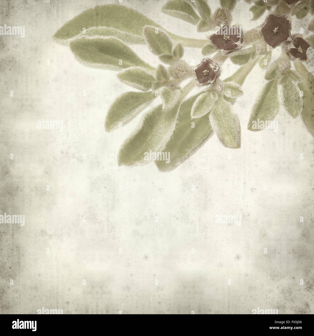 textured old paper background with succulent plant  Aizoon canariense, Canarian iceplant Stock Photo