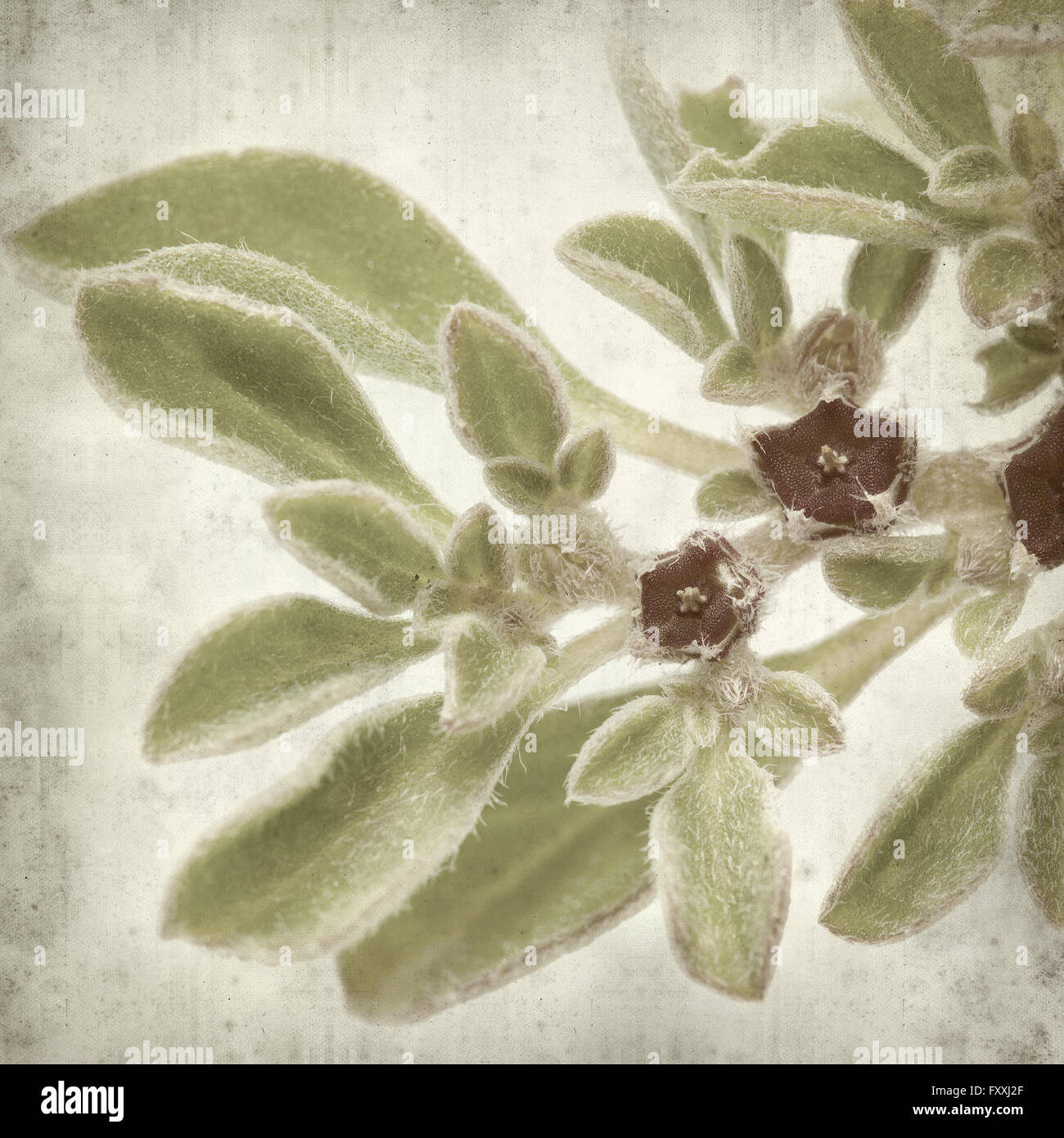 textured old paper background with succulent plant  Aizoon canariense, Canarian iceplant Stock Photo