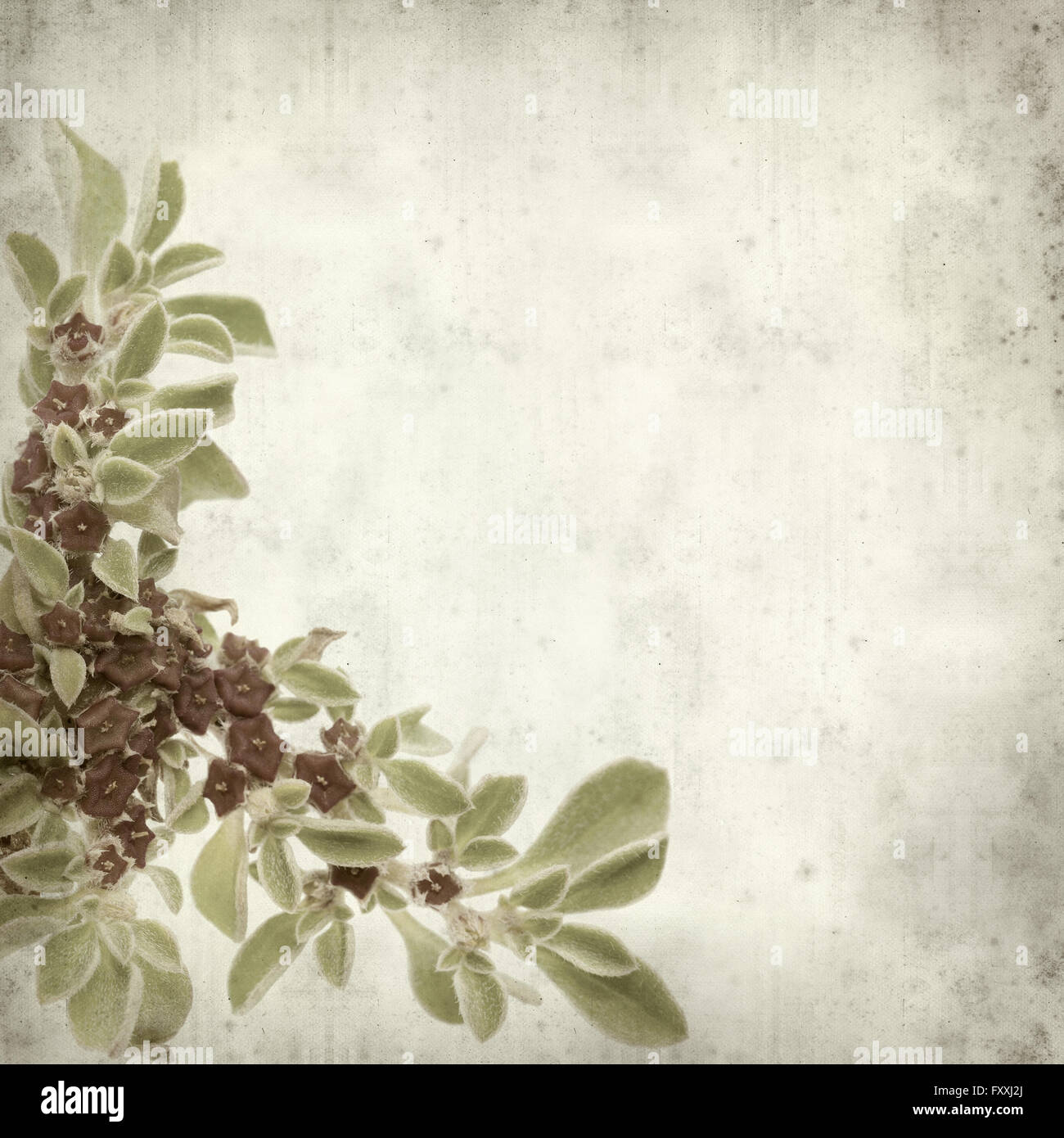 textured old paper background with succulent plant  Aizoon canariense, Canarian iceplant Stock Photo