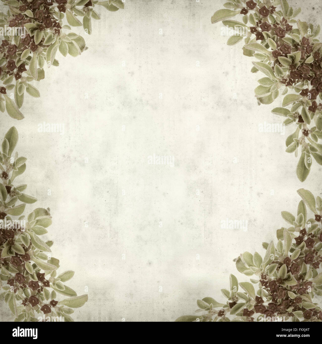 textured old paper background with succulent plant  Aizoon canariense, Canarian iceplant Stock Photo